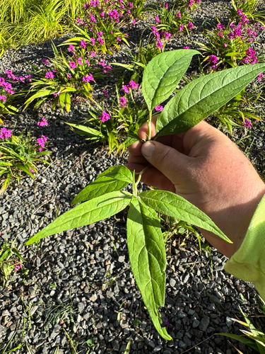 Buddleja asiatica observed 2026-09-15