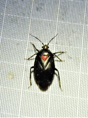 Deraeocoris sayi