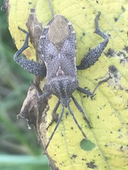 Piezogaster indecorus