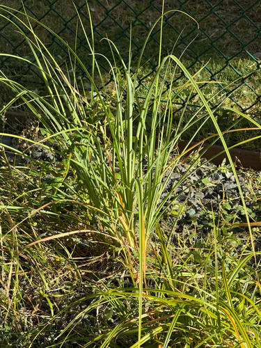 Cyperus javanicus observed 2026-09-15