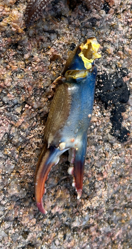 Atlantic Blue Crab