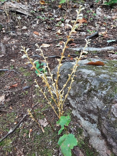 Beechdrops