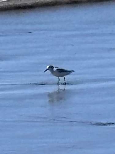 Sanderling