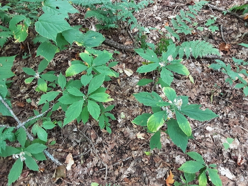 whorled wood aster