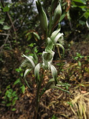Chloraea piquichen