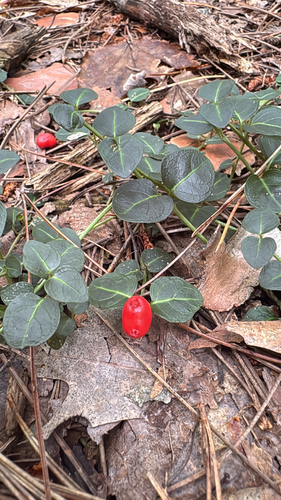 partridgeberry