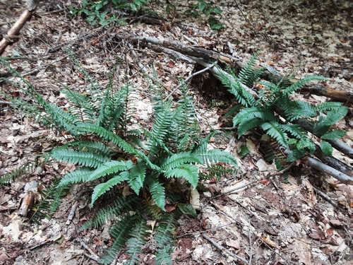 Christmas fern
