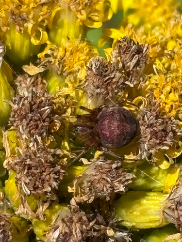 Arabesque Orbweaver