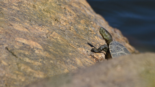 Mediterranean Turtle