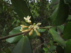 Lomatia dentata