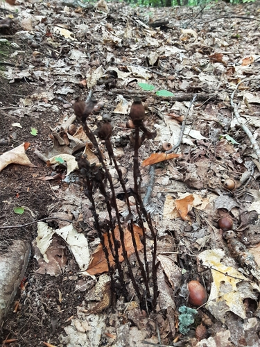Ghost Pipe