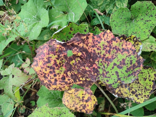 Coleosporium tussilaginis