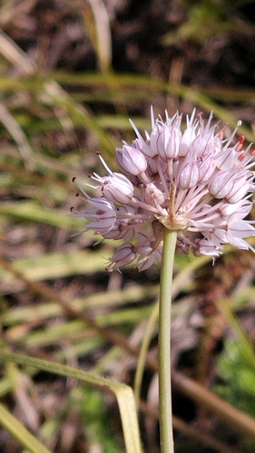 Allium austrodanubiense