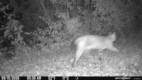 Bobcat