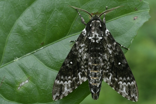 Dolbina inexacta
