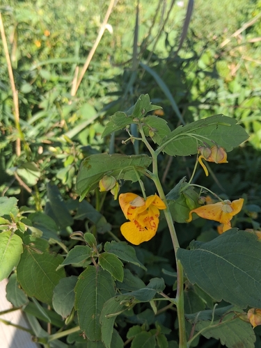common jewelweed