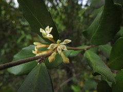 Lomatia dentata