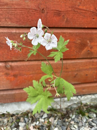 wood crane's-bill