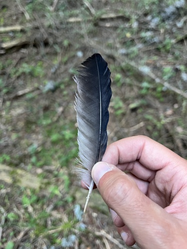 Eurasian Jay