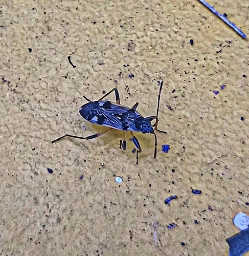 coastal groundbug