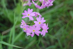Primula cortusoides