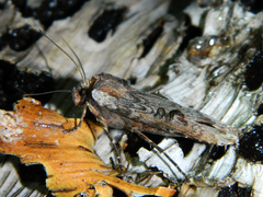 Xylena thoracica