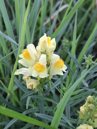 common toadflax