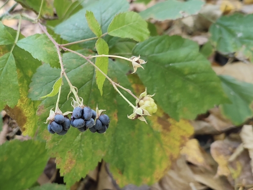 European dewberry