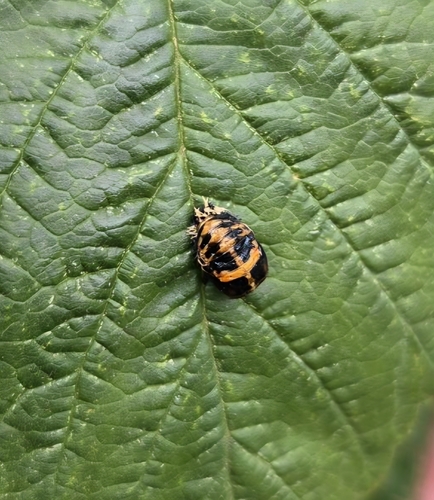 Asian Lady Beetle
