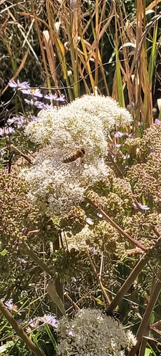 Western Honey Bee