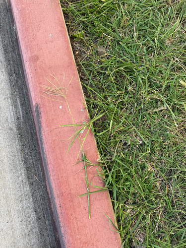 Dichanthium annulatum observed 2026-09-15