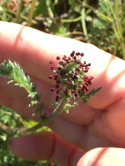 Acaena pinnatifida californica