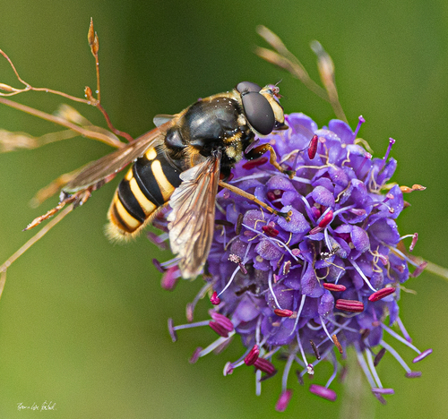 Yellow-barred Peat Hover Fly