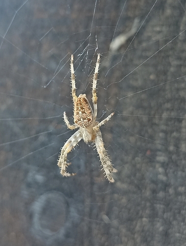 Cross Orbweaver