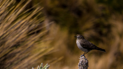 Muscisaxicola alpinus