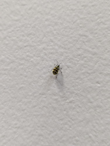 Spotted Cucumber Beetle