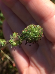 Acaena pinnatifida californica