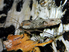Xylena thoracica