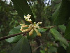 Lomatia dentata