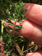 Acaena pinnatifida californica