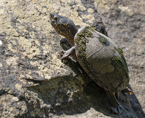 Eastern Musk Turtle observed by kevinricker