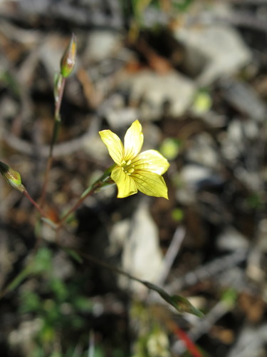 Linum setaceum (Linum setaceum)