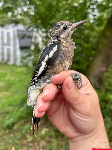Yellow-bellied Sapsucker