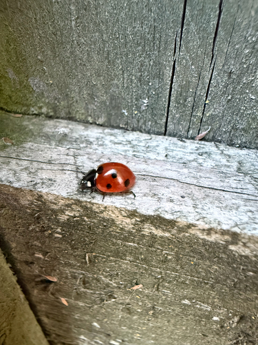 Seven-spotted Lady Beetle