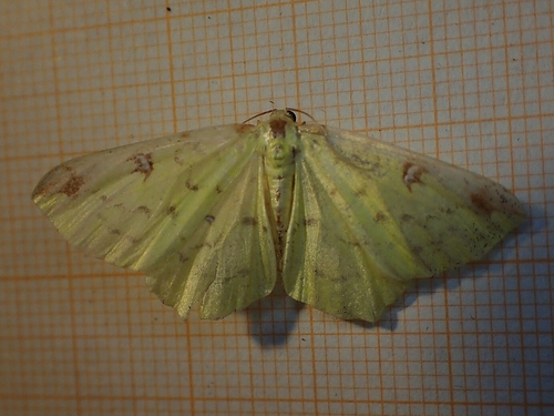 Brimstone Moth