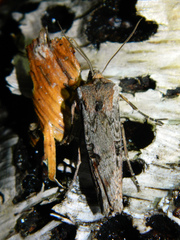 Xylena thoracica