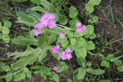 Primula cortusoides