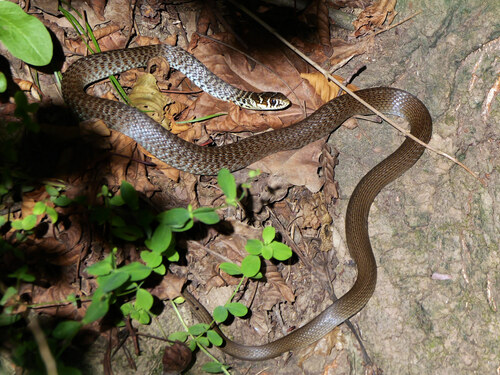 Hierophis viridiflavus carbonarius