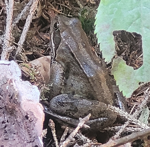 European Common Frog