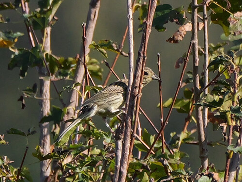 Cirl Bunting